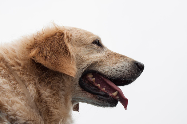 Portrait of a dog - Фото, зображення