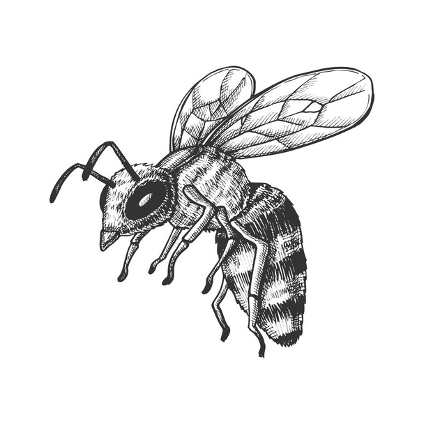 Flying Honey Bee Insect Gathering Nectar Vector - Вектор, зображення