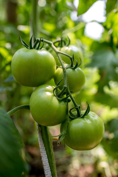 rośliny pomidora w ogrodzie - Zdjęcie, obraz