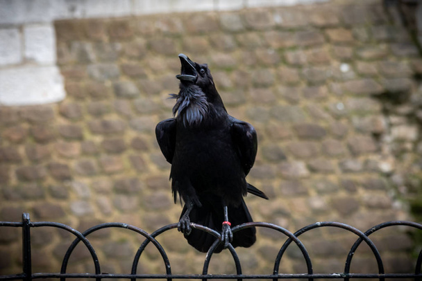 cuervo negro de pie en una valla utilizando sus garras mientras croar con viejos ladrillos de fondo
 - Foto, imagen