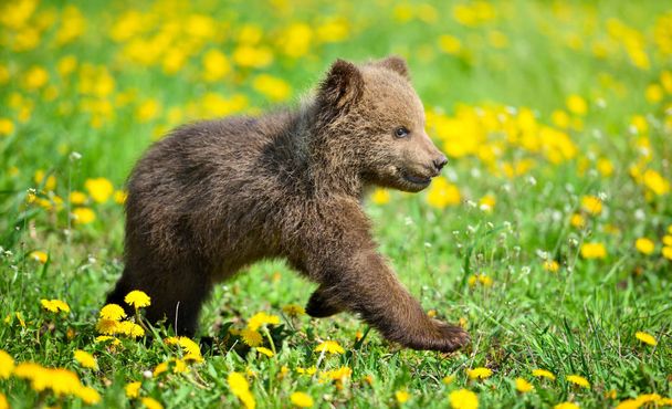 Schattige kleine bruine beer cub spelen op een gazon onder paardebloemen - Foto, afbeelding