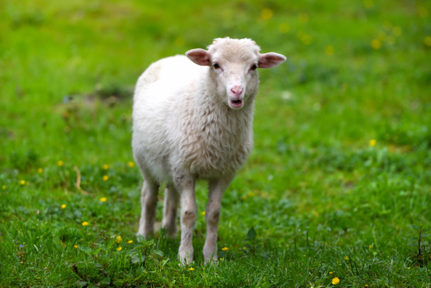 junges Lamm auf einer Wiese im grünen Gras - Foto, Bild