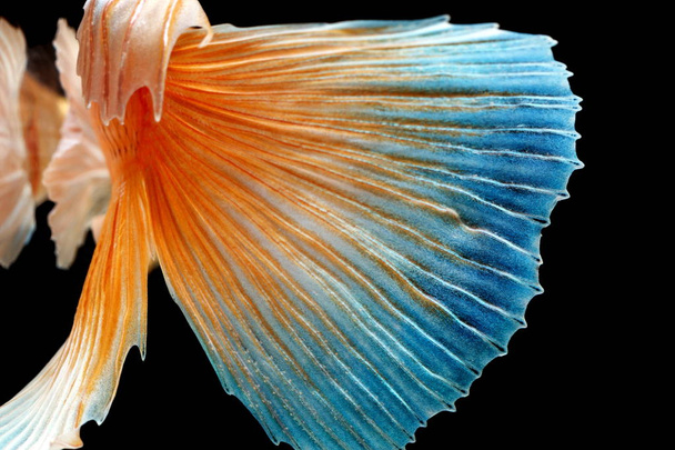 Сіамські бойові риби, Бетта Splendens вся, барвисті риби на чорному тлі, Напівмісяць Бетта. - Фото, зображення