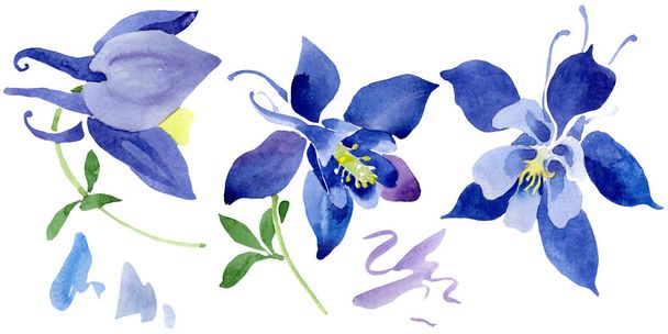 Niebieski Aquilegia kwiatowy kwiatów botanicznych. Zestaw tła akwarelowego. Izolowane aquileqia element ilustracji. - Zdjęcie, obraz