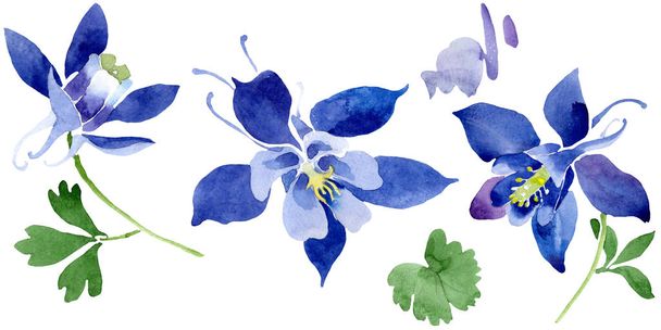 Blue aquilegia floral botanical flowers. Watercolor background set. Isolated aquileqia illustration element. - Foto, afbeelding