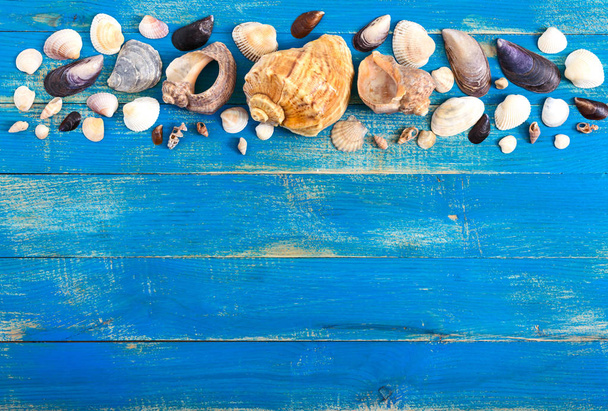 Тропічний морський фон. Різні мушлі на блакитних дошках, до
 - Фото, зображення