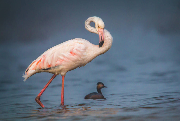 Близкий вид экзотических диких розовых фламинго - Фото, изображение