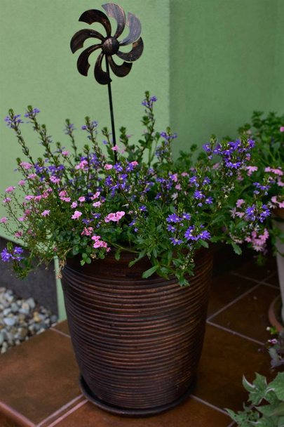 διακόσμηση κήπου με ανθοφορία των φυτών σε μπαλκόνια και βεράντες. - Φωτογραφία, εικόνα