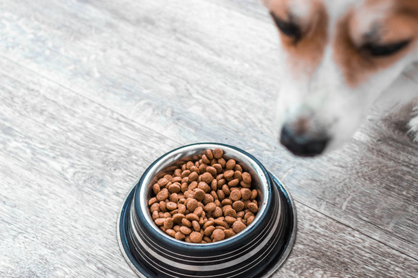 Muzzle of a dog close up and a bowl with dry food. Domestic dog concept - Foto, Bild
