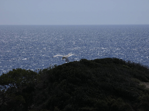 カモメは青い海の上と崖の間を飛んで、他の捕食者の入り口を見て、彼らの雛を保護します。カモメは非常に重要な翼を持っている、非常によく空気の突風を利用する - 写真・画像