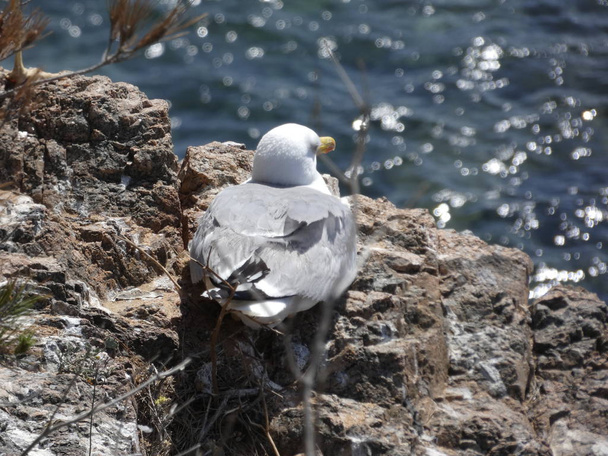Gaivota relaxada em um penhasco com o fundo do mar Mediterrâneo azul. As gaivotas voam e planejam muito bem
. - Foto, Imagem