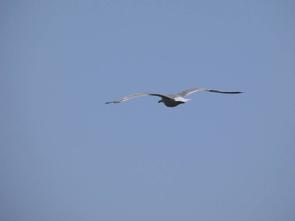 Чайки летают над синим морем и между скалами, наблюдая за входом других хищников и защищая их птенцов. Чайки имеют крылья большое значение, воспользоваться порывами воздуха очень хорошо
 - Фото, изображение