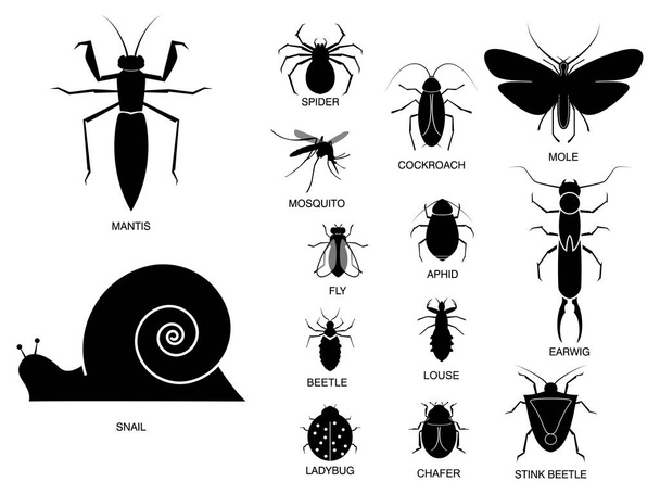 joukko erilaisia hyönteisiä siluetissa, hyönteisten nimellä
.   - Vektori, kuva