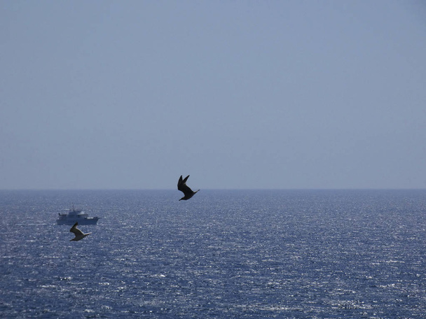 Gabbiani che volano sopra il mare blu e tra le scogliere, osservando l'ingresso di altri predatori e proteggendo i loro pulcini. I gabbiani hanno ali di grande importanza, approfittano molto bene delle raffiche d'aria
 - Foto, immagini