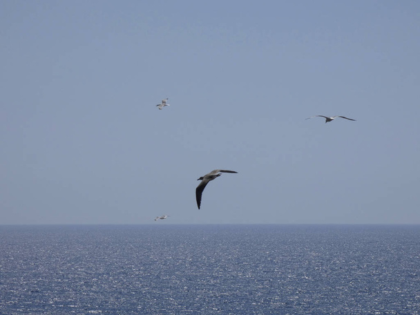 Racky létají nad modrým mořem a mezi útesy, sledují vchod jiných predátorů a chrání jejich mláďata. Racci mají křídla s velkým významem, využívají velmi dobře výhodné nárazy vzduchu - Fotografie, Obrázek