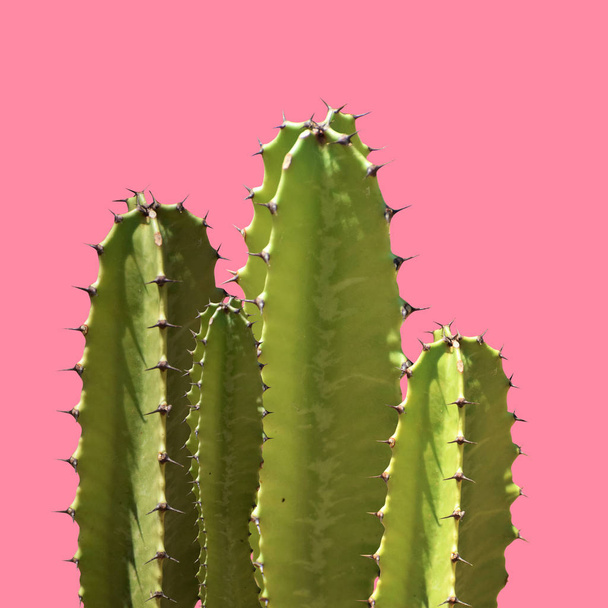 Cactus silhouette in the pink background - Foto, Imagen