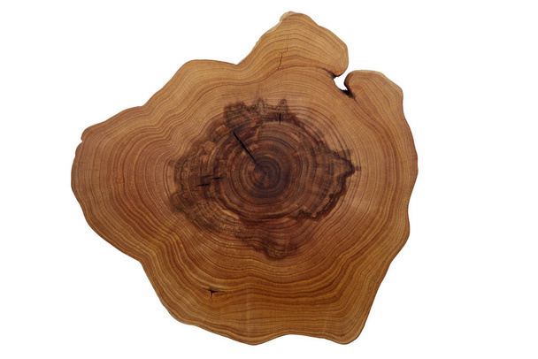 a cut of a tree with growth rings on a white  - Photo, Image