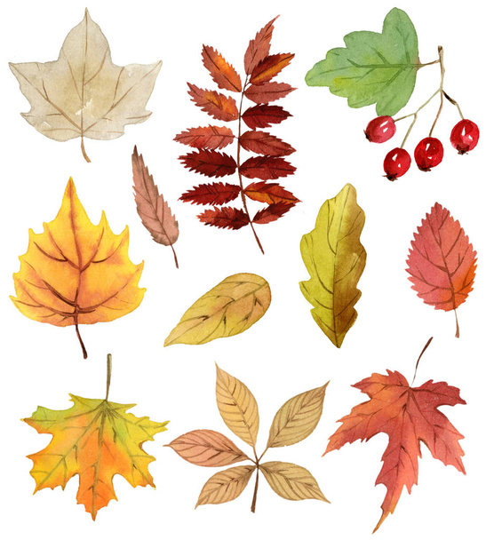 Watercolor autumn (fall) leaves and berries. - Foto, Bild