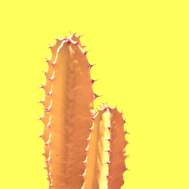 Cactus silhouette in the yellow background - Fotoğraf, Görsel