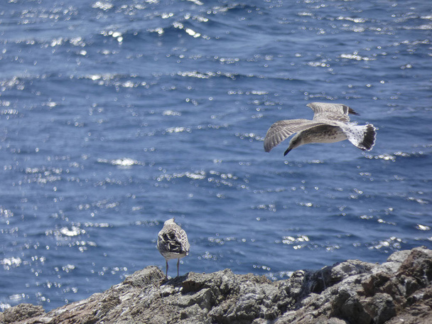 Gabbiani che volano sopra il mare blu e tra le scogliere, osservando l'ingresso di altri predatori e proteggendo i loro pulcini. I gabbiani hanno ali di grande importanza, approfittano molto bene delle raffiche d'aria
 - Foto, immagini