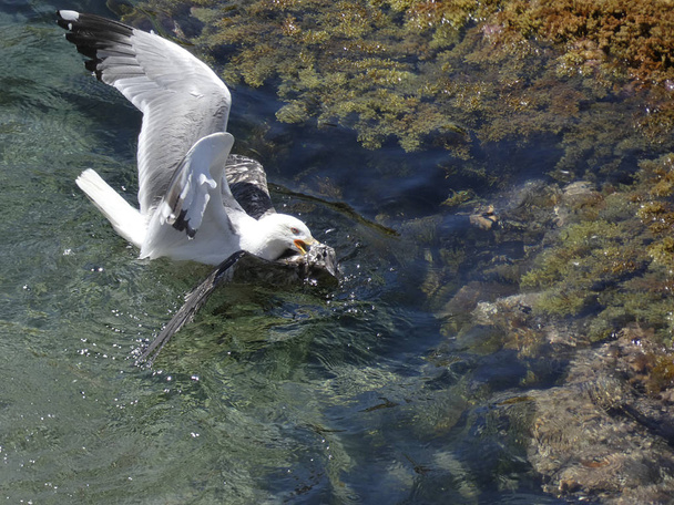 Two seagulls fight to death, one seagull is an adult with its lighter feathers, the other seagull is younger and differentiated by its brown feathers. The fight is cruel, very violent and to death. The youngest gull dies. - Photo, Image
