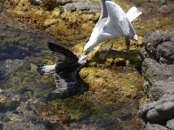 Duas gaivotas lutam até a morte, uma gaivota é um adulto com suas penas mais leves, a outra gaivota é mais jovem e diferenciada por suas penas marrons. A luta é cruel, muito violenta e até à morte. A gaivota mais nova morre
. - Foto, Imagem