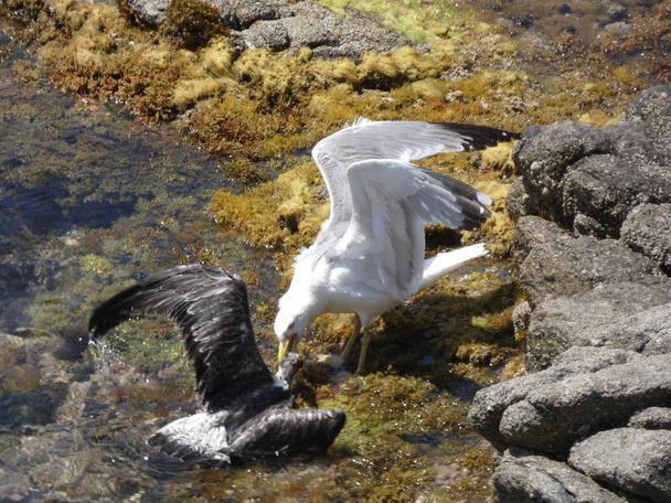 Duas gaivotas lutam até a morte, uma gaivota é um adulto com suas penas mais leves, a outra gaivota é mais jovem e diferenciada por suas penas marrons. A luta é cruel, muito violenta e até à morte. A gaivota mais nova morre
. - Foto, Imagem