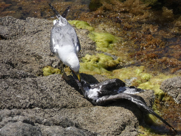 Two seagulls fight to death, one seagull is an adult with its lighter feathers, the other seagull is younger and differentiated by its brown feathers. The fight is cruel, very violent and to death. The youngest gull dies. - Photo, Image