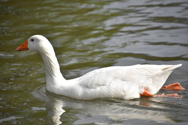 Pretty Ducks in a Pond - Photo, Image