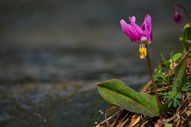 Rusia. El sur de Siberia Occidental. Táiga primaveral del Kuznetsk Alatau. El kandyk siberiano es la flor primaveral más común de la taiga siberiana
. - Foto, Imagen