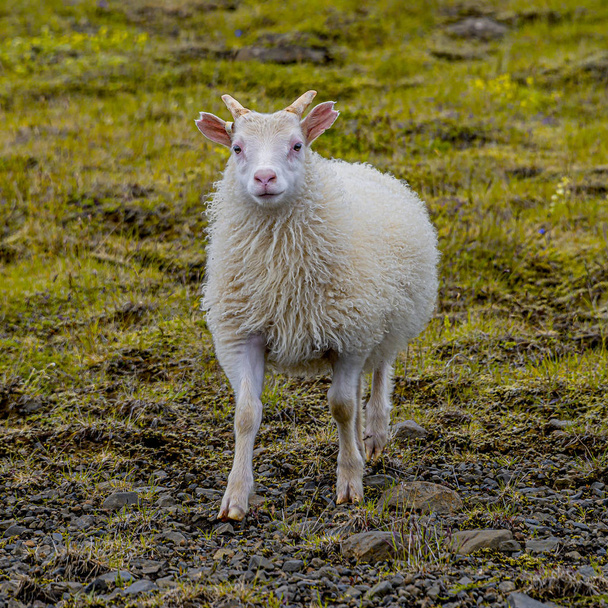 Icelandic free running sheep and beautiful Icelandic landscape w - Foto, Imagem