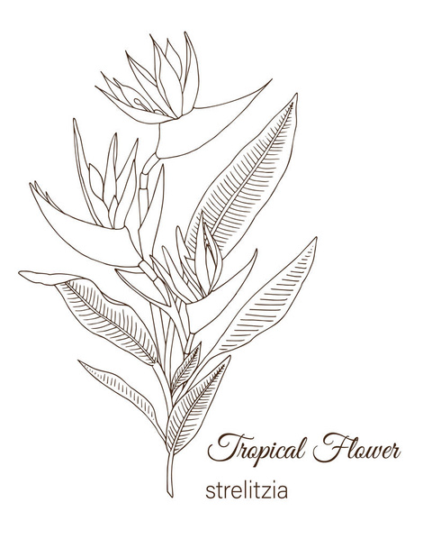 Απεικόνιση διανυσματικών τροπικών λουλουδιών απομονωμένων σε λευκό  - Διάνυσμα, εικόνα