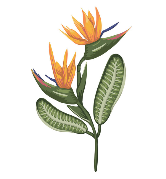 Vector illustration of colored tropical flower isolated on white - Vektör, Görsel