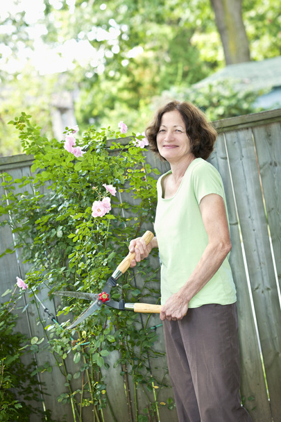 Senior woman pruning rose bush - Foto, Imagem