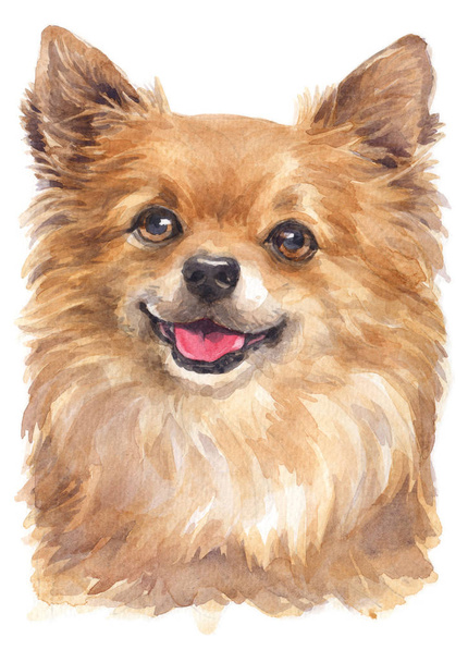 Akvarel vodní barvy Chihuahua 062 - Fotografie, Obrázek