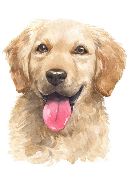 Water colour painting, Golden Retriever, looking 070 - Photo, Image