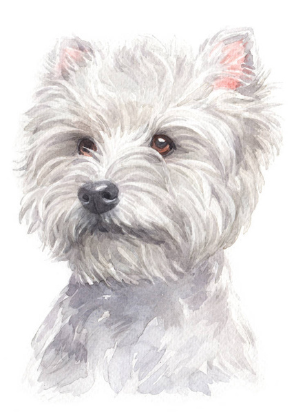 Pintura a cores de West Highland White Terrier 071
 - Foto, Imagem