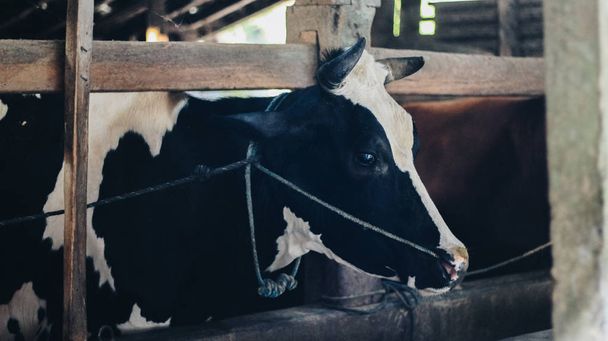 Simmental cow (bos taurus) cattle snout in traditional farm, Boyolali, Indonesia. Traditional livestock breeding concept - Φωτογραφία, εικόνα