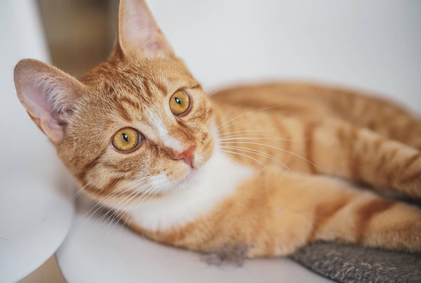 Mignon petit chat roux couché dans une couverture grise à la maison, temps de détente
 - Photo, image