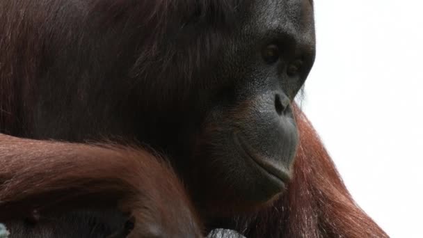 Bornean Orangutans Pongo pygmaeus close up shot in a zoo - Filmagem, Vídeo