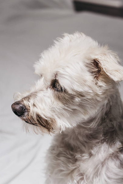Πορτρέτο ενός ανώτερου σκύλου Ganaraskan, κοιτάζοντας προς το πλάι, επιλέξτε - Φωτογραφία, εικόνα