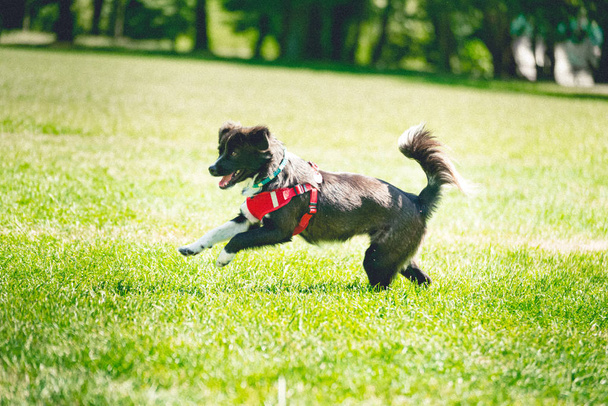 Perro con orejas flojas corre por el prado - Foto, imagen