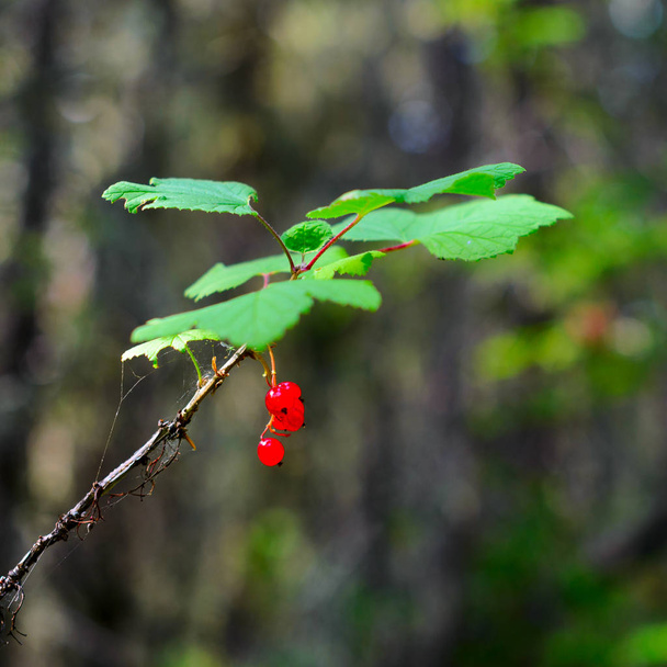 Bright berries of wild red currant on a branch of a Bush with a small web ripen under green leaves in the sunlight in the autumn against trees of the Northern wood. - Photo, Image