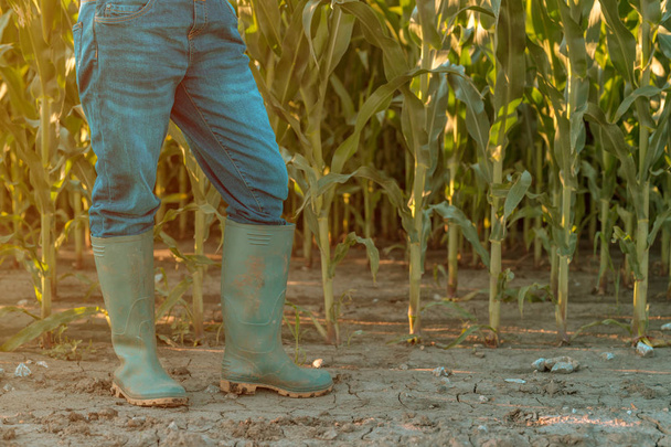 Female farmer in rubber boots standing in corn field - Photo, Image