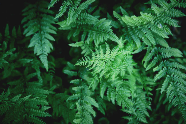 Fresh green fern leves with water drops as a beautiful nature ba - Valokuva, kuva
