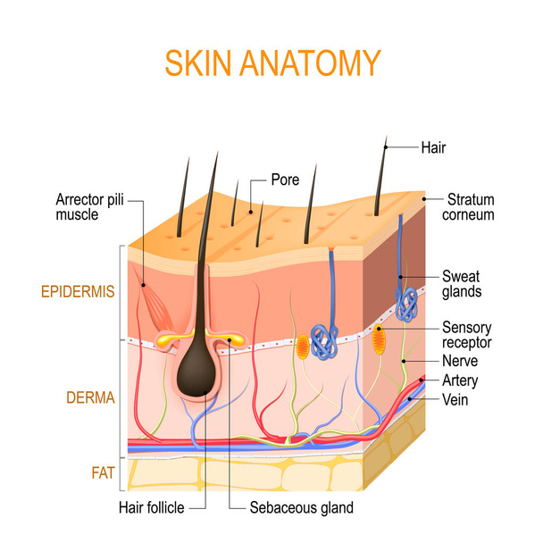 Huid anatomie. Lagen: epidermis (met haarfollikel, zweet en s - Vector, afbeelding