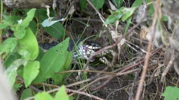 la serpiente está comiendo traga una rana
 - Metraje, vídeo