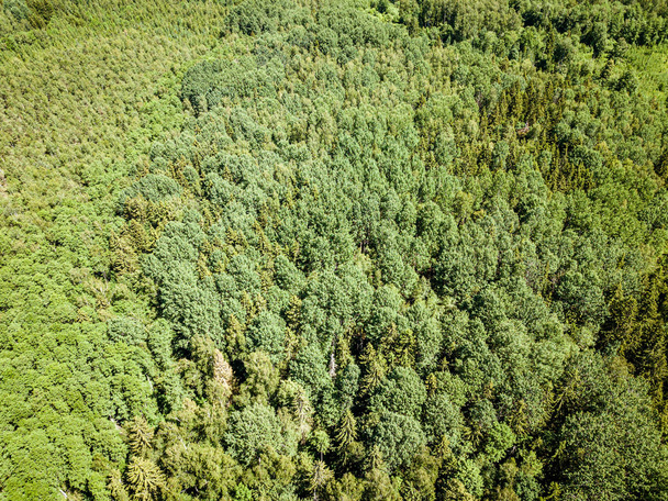 yaz aylarında drone havadan görüntü sonsuz yeşil orman - Fotoğraf, Görsel