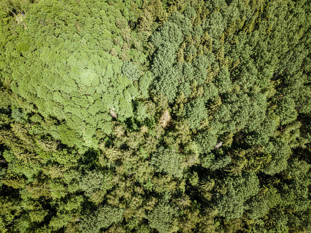 απέραντο καταπράσινο δάσος από αεροκατευθυνόμενα εναέρια εικόνα το καλοκαίρι - Φωτογραφία, εικόνα