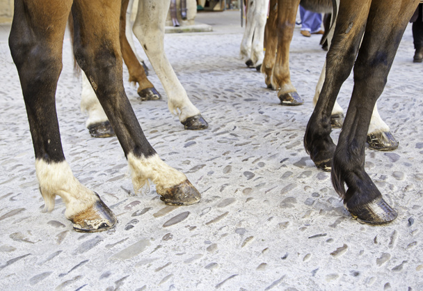 paarden benen - Foto, afbeelding